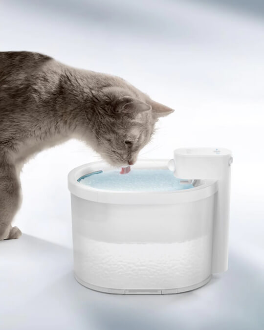 cat with Smart Fountain