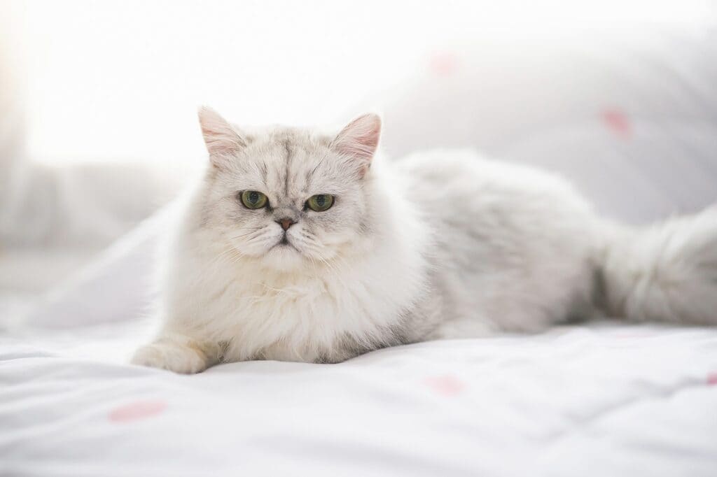 Persian Cat a flat face cat