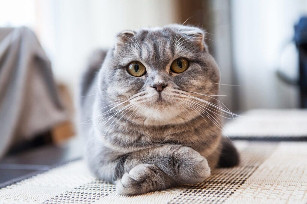 Scottish Fold Cats with flat face 