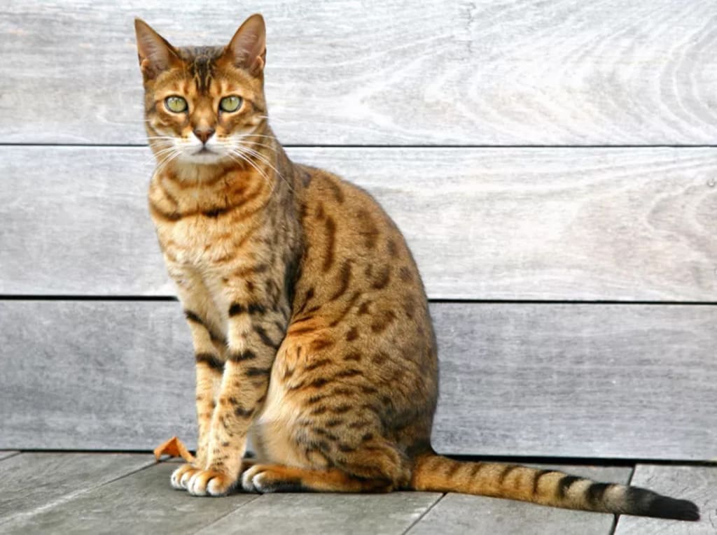 largest cat breed