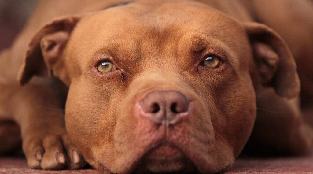 red nose pitbull