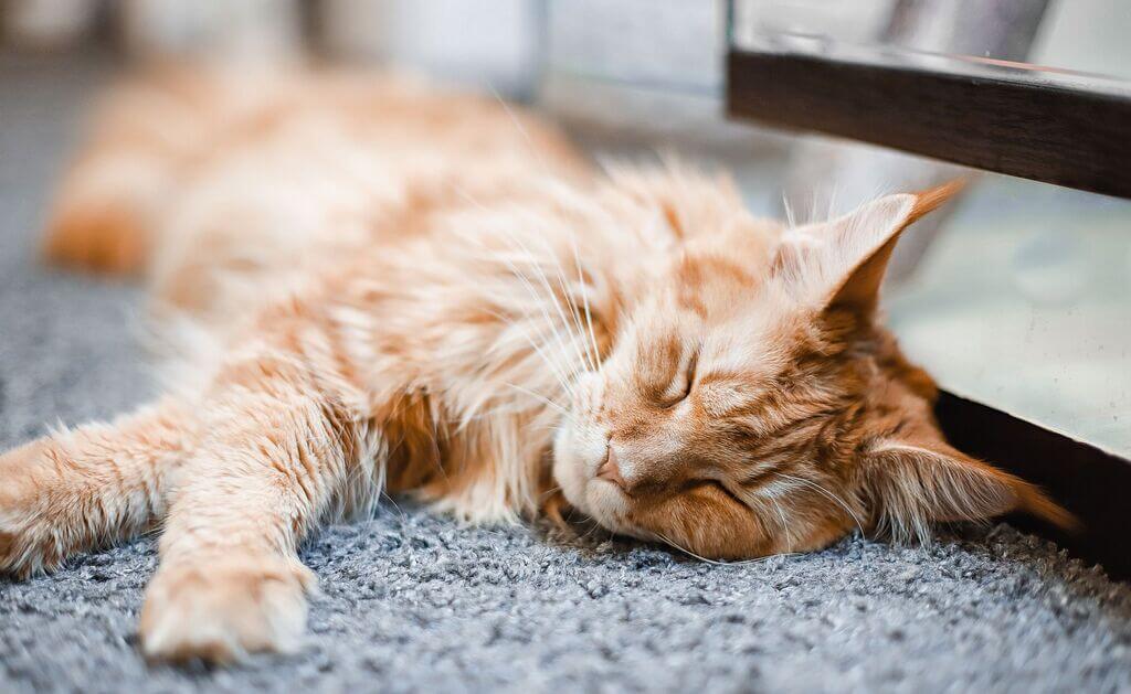 Causes of Cancer in Cats