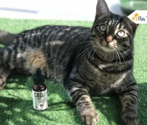 CBD for Cats with Cancer