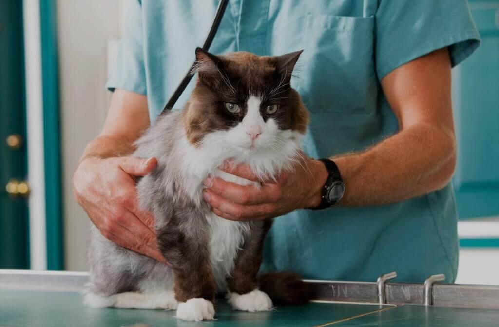 Signs and Symptoms of Feline Cancer