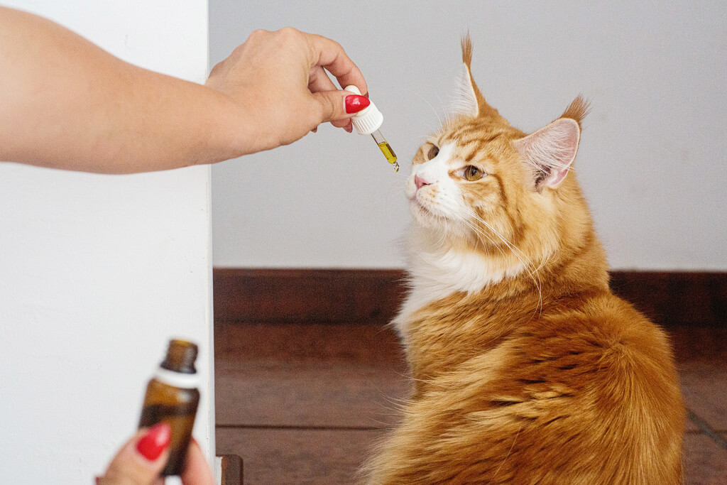 How Does CBD Work for Cats with Cancer