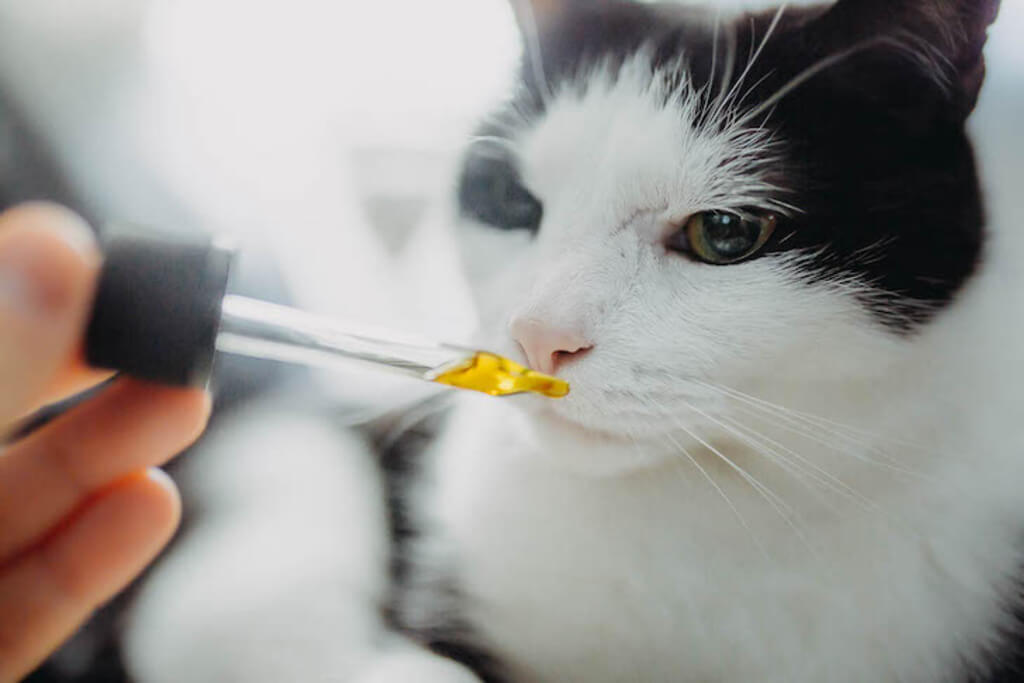 How to Use CBD to Help Cats with Cancer