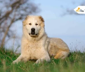 Central Asian Shepherd