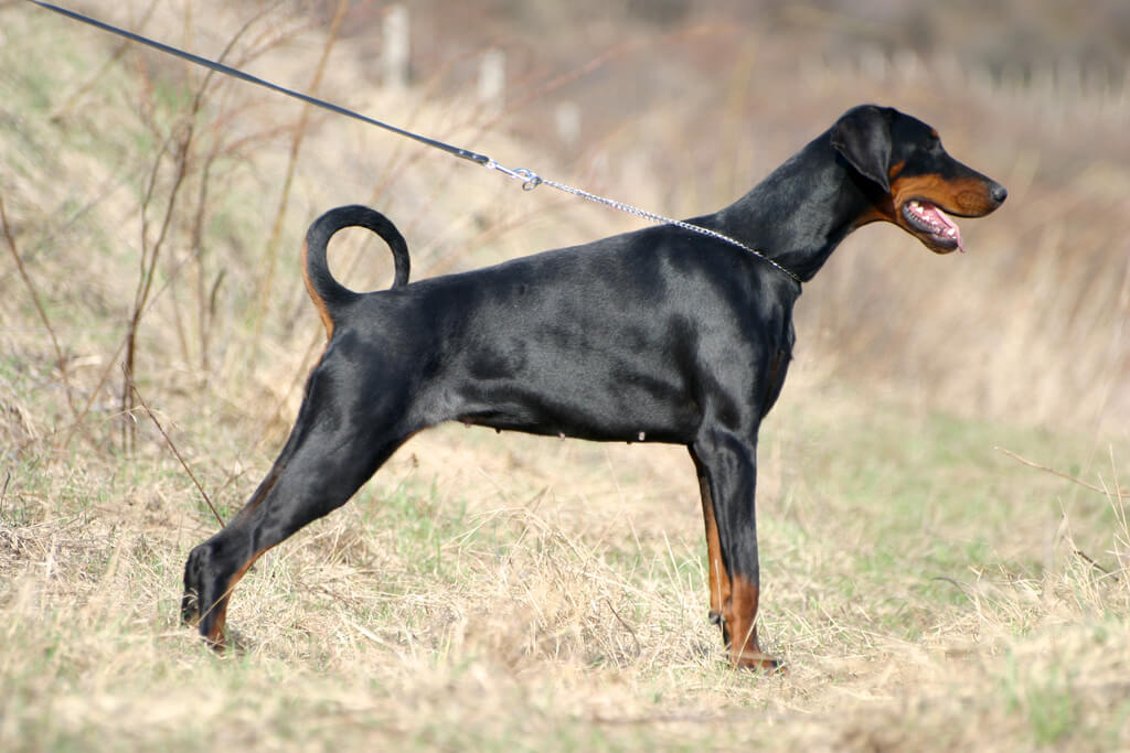 Dog Breeds with the Loudest Bark