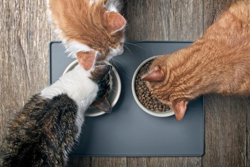 Choosing Between Wet and Dry Cat Food