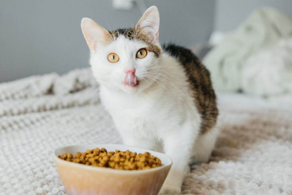 Features of Quality Cat Food