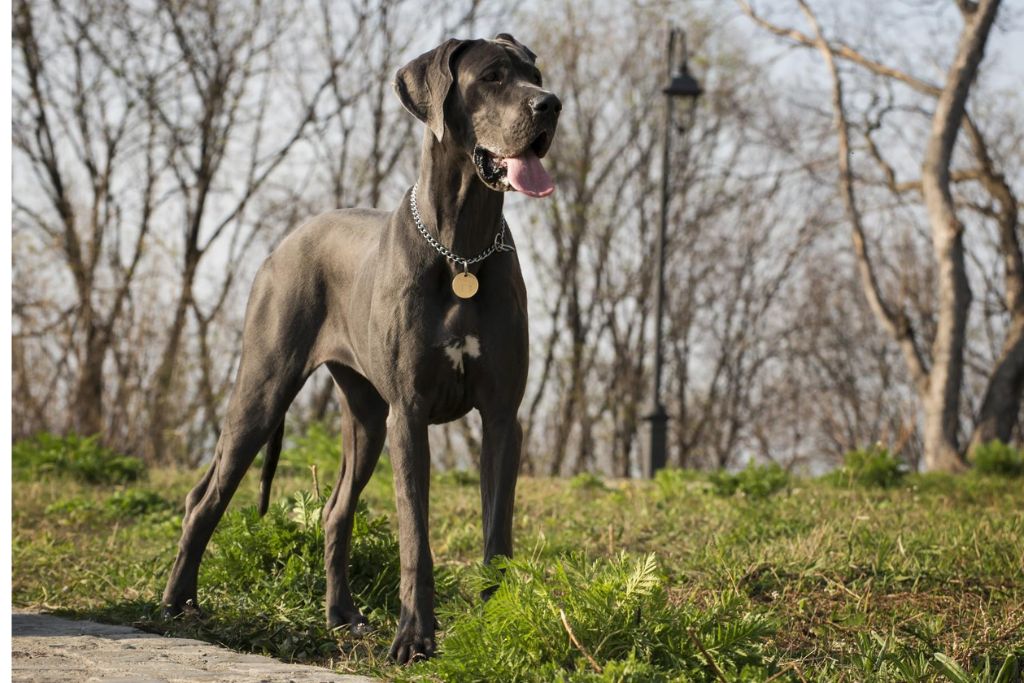 Great Dog Breeds with the Loudest Bark