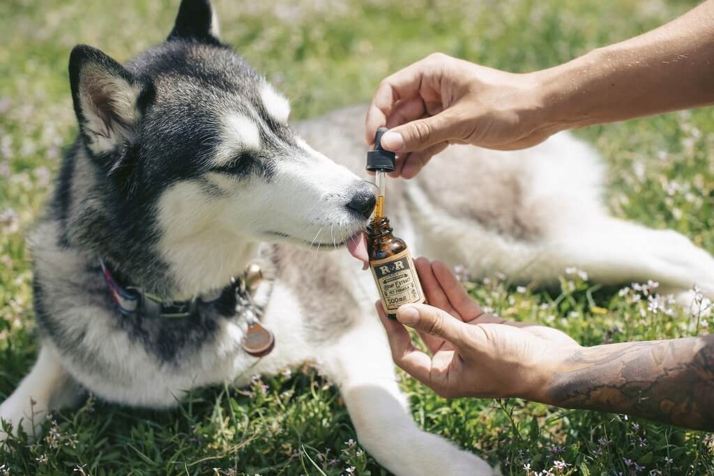 Is It Safe to Give CBD to Your Dog