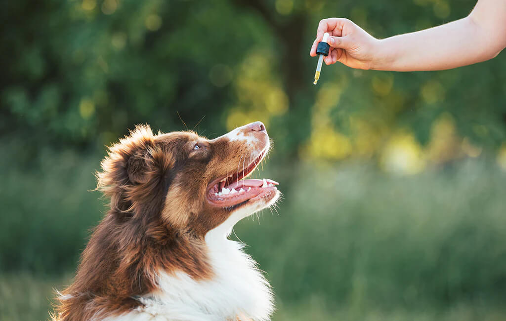 Is It Safe to Give CBD to Your Dog