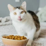 Key Features of Quality Cat Food