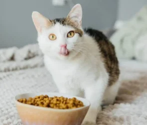 Key Features of Quality Cat Food