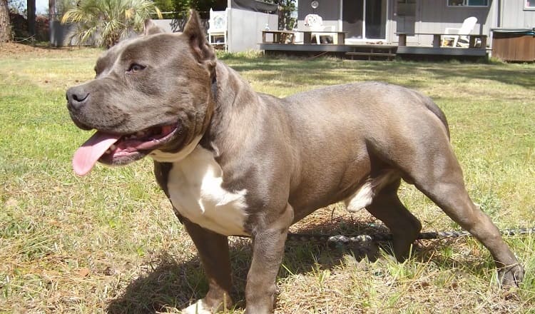 American Bully Exercise
