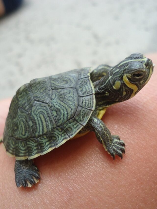 Small Pet Turtles That Stay Small & Good Pets