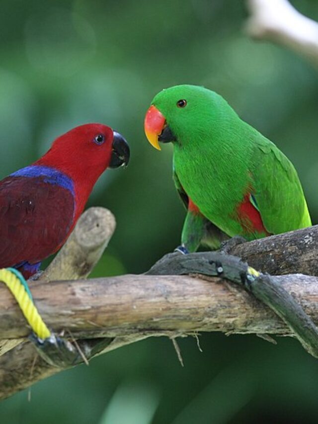 Vibrant Feathers: The Eclectus Parrot’s Beauty