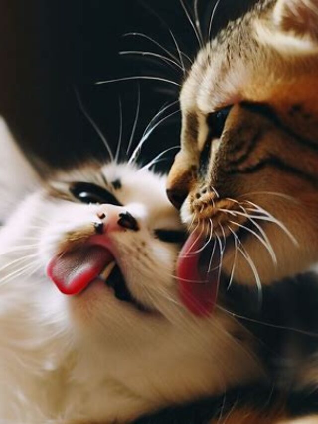 The Fascinating Reasons Behind Why Do Cats Lick Each Other