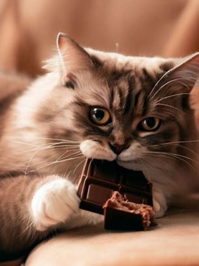 Can Cats Eat Chocolate: All You Need To Know