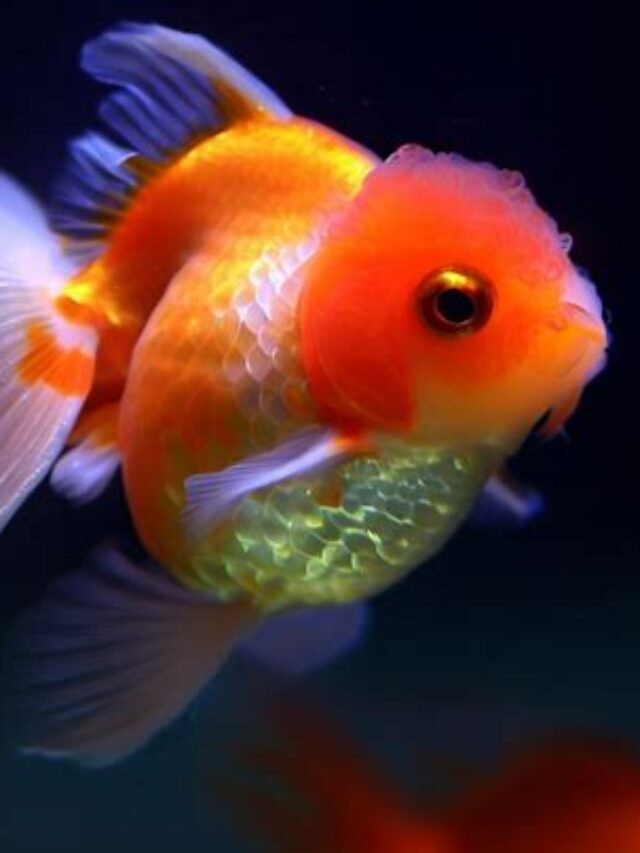 Gorgeous Oranda Goldfish: A Guide To Their Care And Beauty