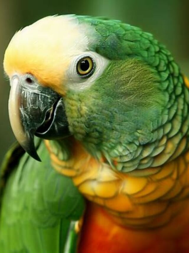 Amazon Parrot: A Wonderful Companion