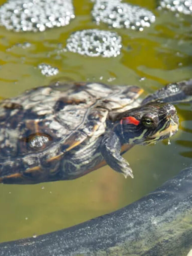 Red-Eared Slider Care: Ensuring Health and Happiness