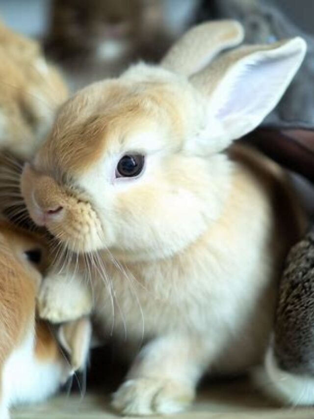 Adorable Mini Lop Rabbit:  A Delightful Rabbit Breed