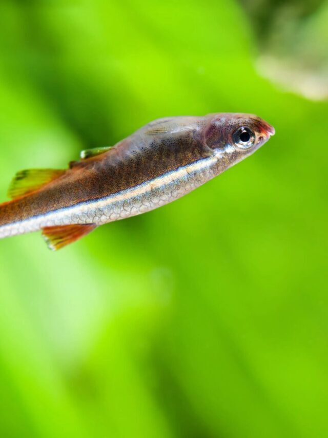 Rosy Red Minnows: Vibrant Colors and Resilient Adaptability
