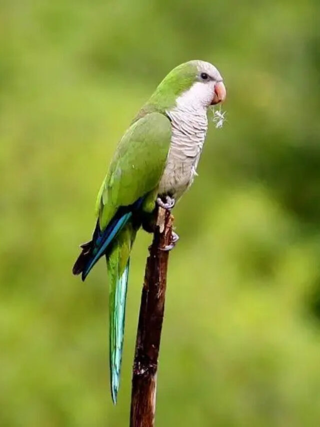 Monk Parakeets: Social Birds with Impressive Nest & Prolific Lives