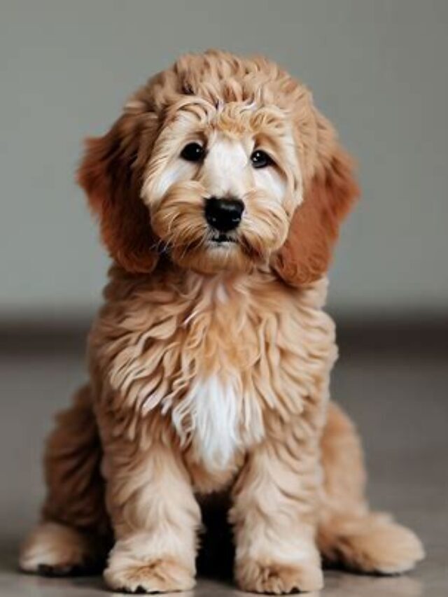 Mini Goldendoodle Full Grown: Everything You Need To Know