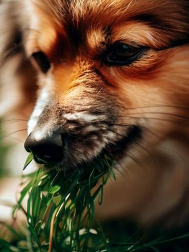 Curious About Why Do Dogs Eat Grass?