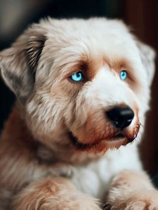 Dogs With Blue Eyes: A Rare And Beautiful Sight