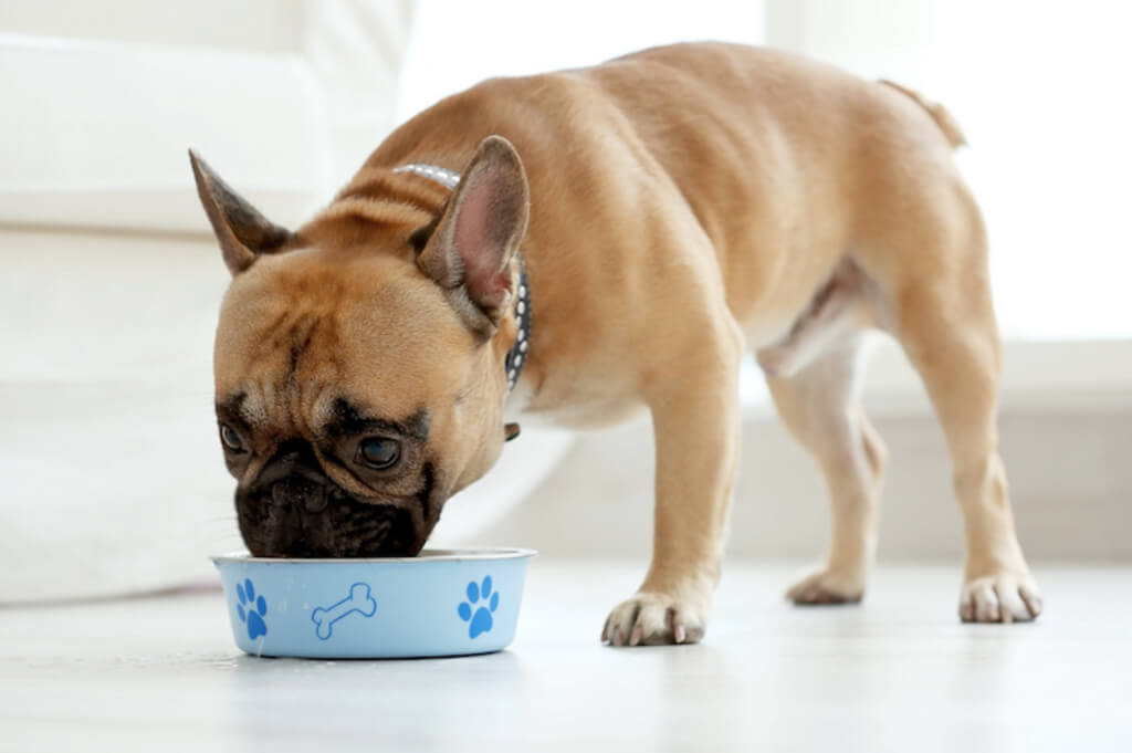 Dog Vitamins: What You Need to Know