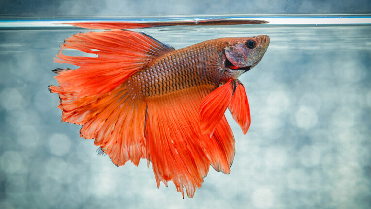 These 4 Freshwater Fish Species Are the Easiest to Take Care Of - Pets ...