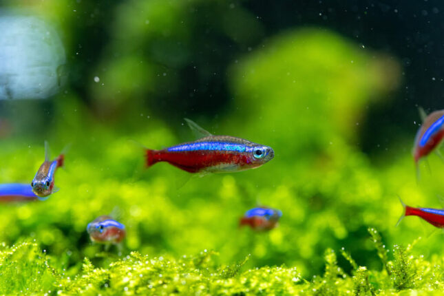 These 4 Freshwater Fish Species Are the Easiest to Take Care Of - Pets ...