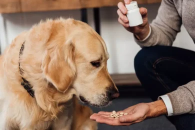 Gabapentin for Dogs: Uses, Dosage and Side Effects