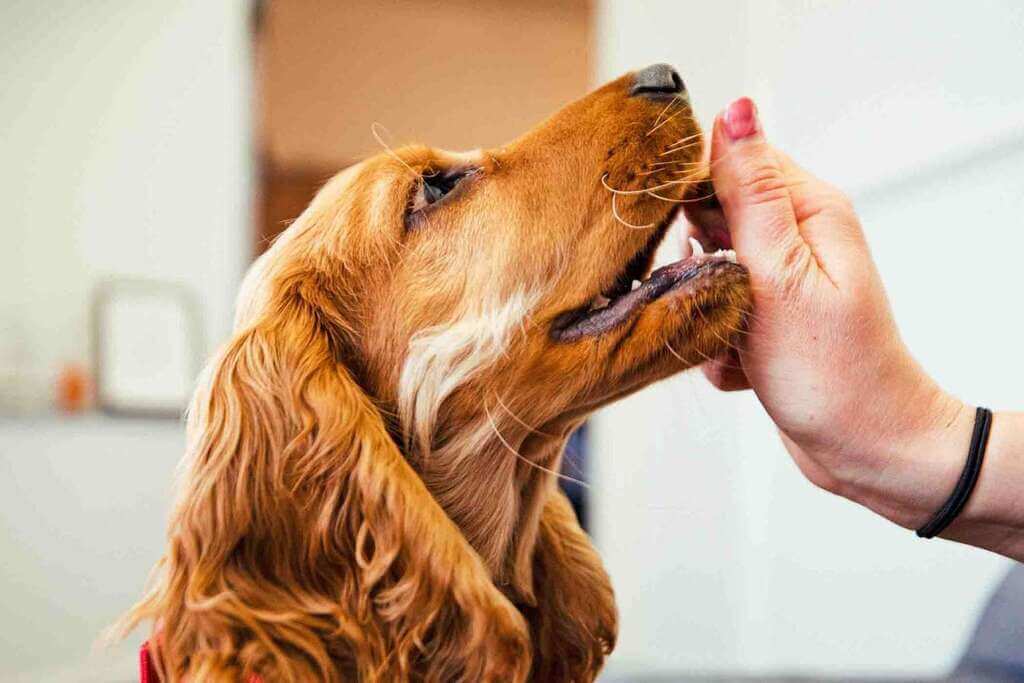 What Can You Give Dog for Pain Relief at Home