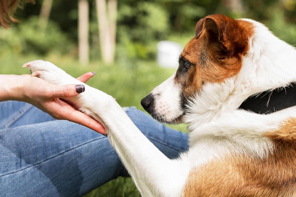 What Can You Give a Dog for Pain Relief at Home
