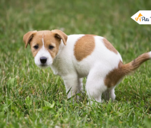 Why Is My Dog Pooping Blood? Everything You Need to Know