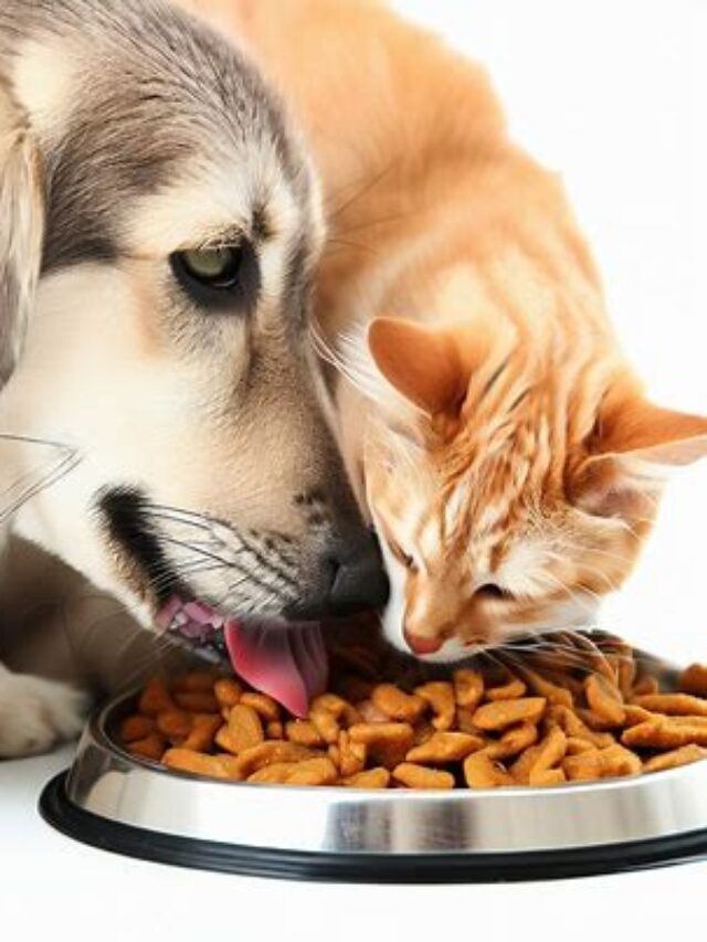 Safe or Risky: Can Dogs Eat Cat Food
