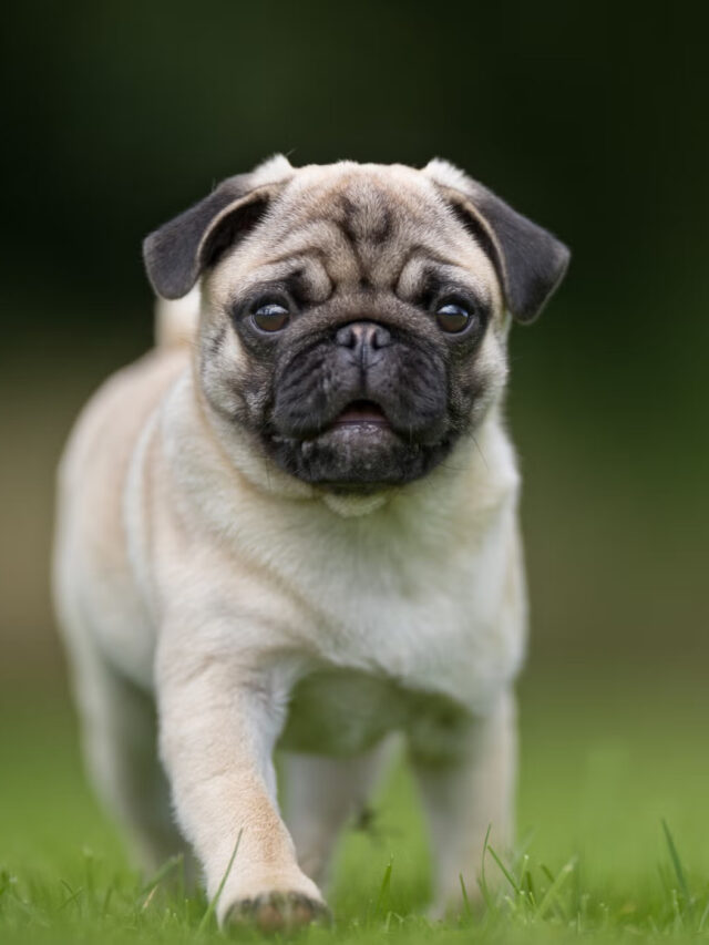 So you’re thinking of getting a pug?