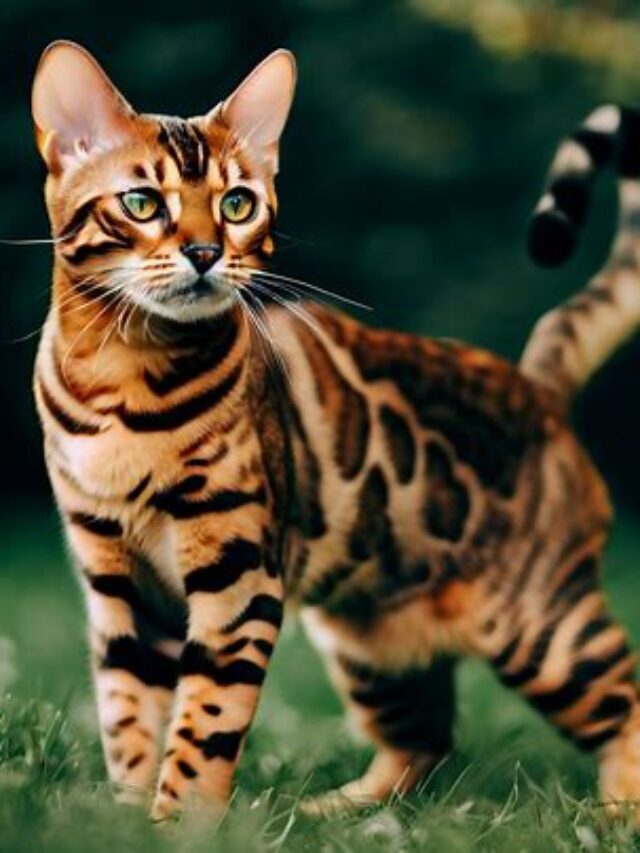 Bengal Cat Full Grown A Feline Beauty with Wild Elegance