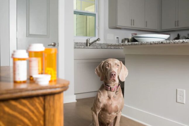 gabapentin dose for dogs by weight per pound