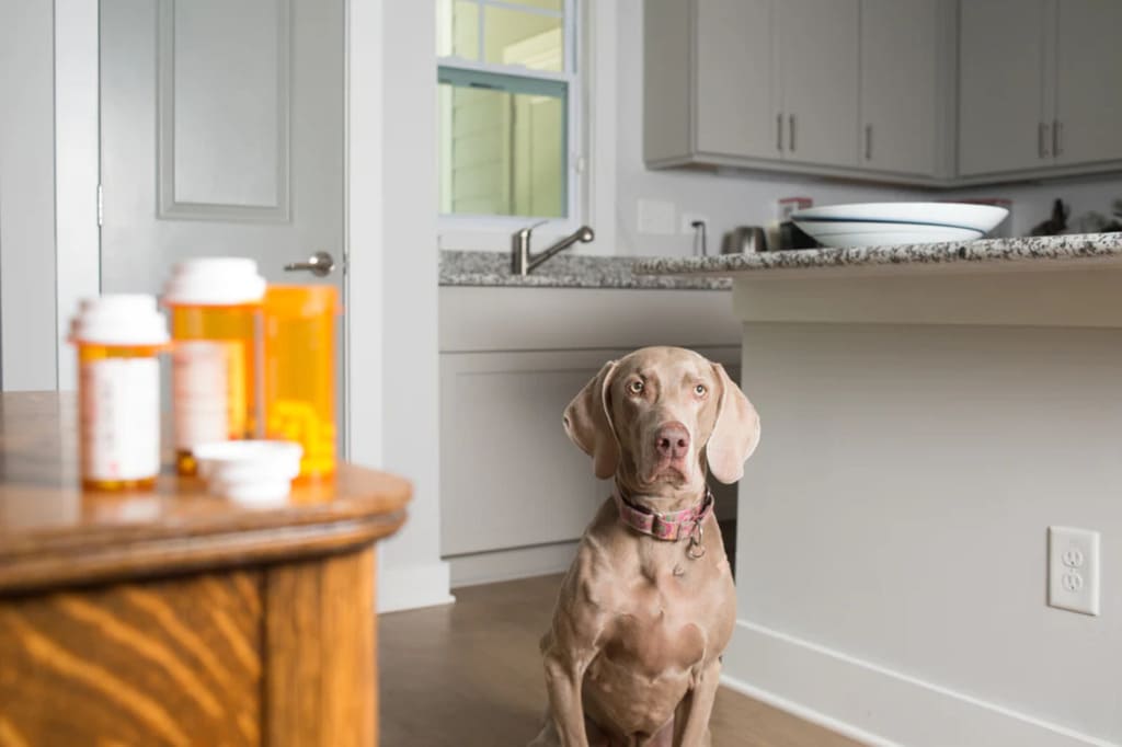 Gabapentin for Dogs Dosage