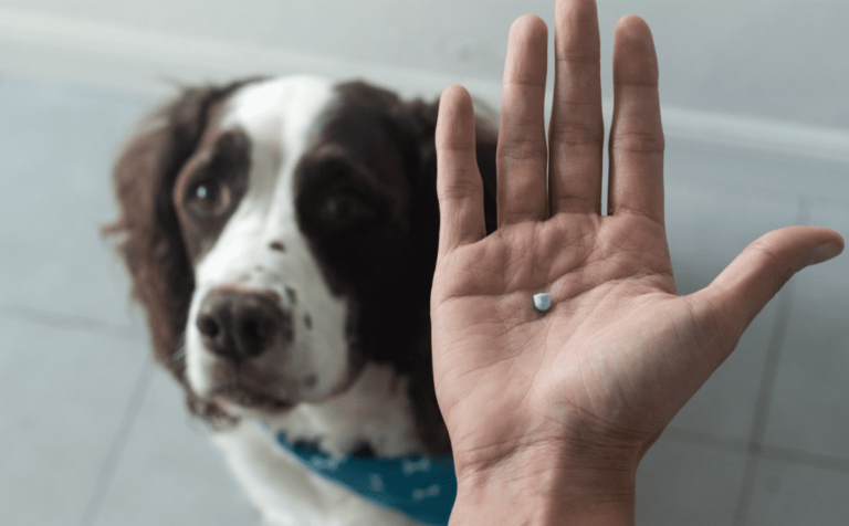 gabapentin for dogs brand name
