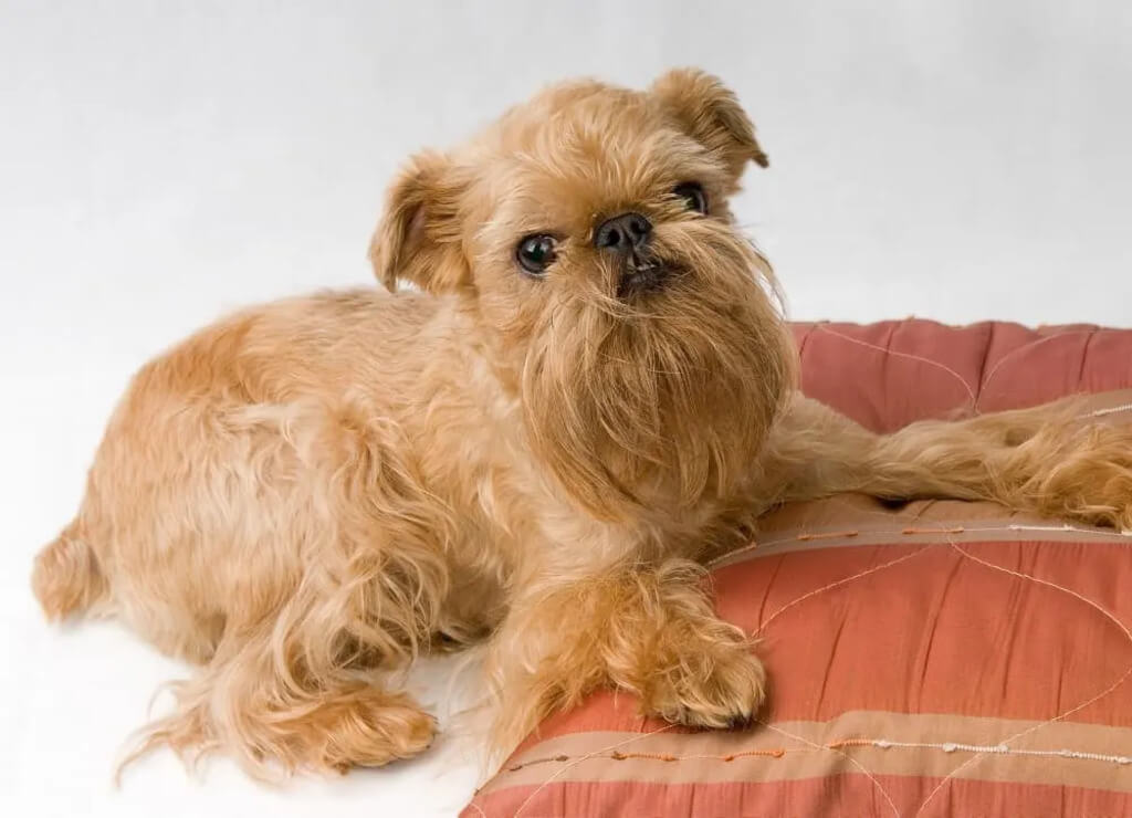 Diet of Brussels Griffon Dog Breed