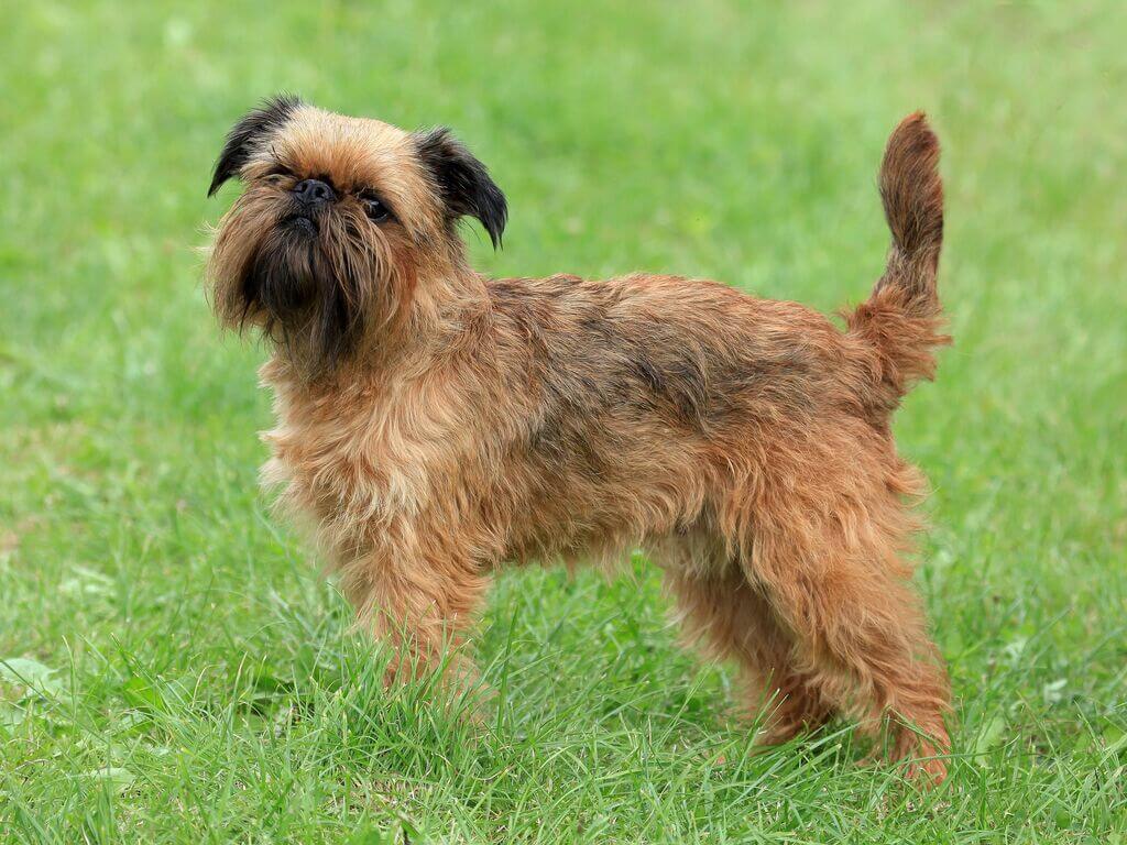 Personality of Brussels Griffon Dogs
