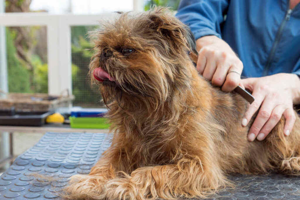 Grooming of Brussels Griffon Dog Breed