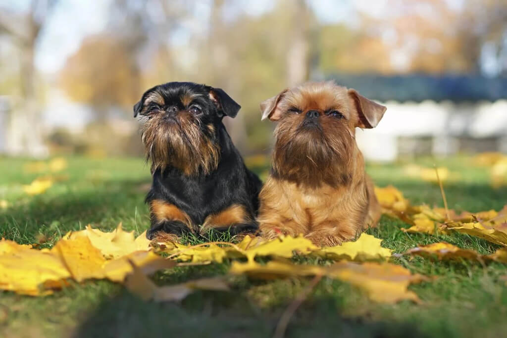 Price of Brussels Griffon Dog